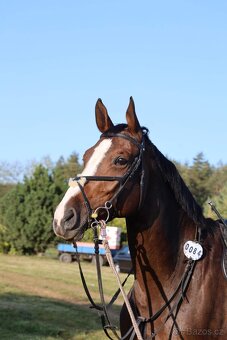 Klisna slovenského teplokrevníka - 8