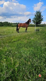 Pronájem pony kobylky 140cm - 8