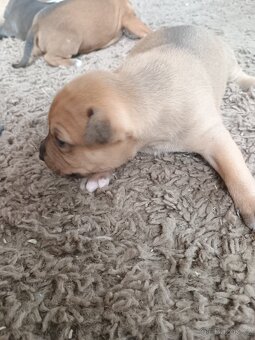 Amstaff - 8