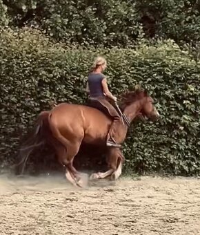 4letý American QH - 8