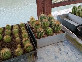 Kaktusy a sukulenty - 8