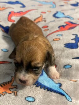 Havanský psík s PP - 8