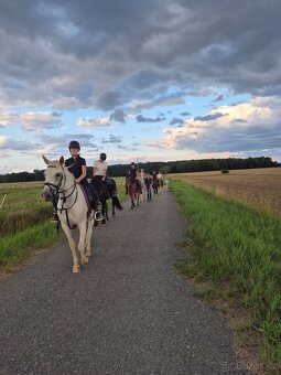 Shagya arab klisna 16-let - 8