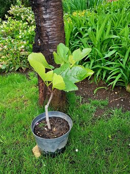 Fíkovník, Ficus Carica, Smokvoň, Brown Turkey, keře, stromky - 8