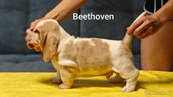 BASSET HOUND - 8