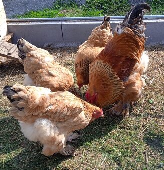 Podej kuřat 15 týdnů - BRAHMANKA ŽLUTÁ  🐓 - 8