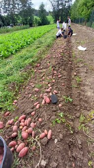 Brambory konzumní - 8