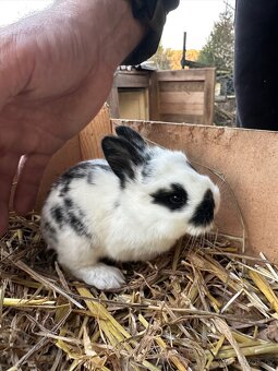 Králík zakrslý kříženec - 8