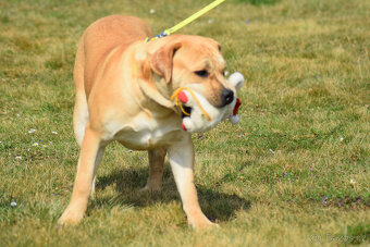 boerboel ballotada - fena 11 měsíců - 8