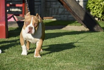 American bully s PP - 8