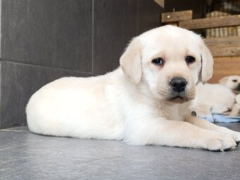Labrador retriever šteniatka s PP - 8