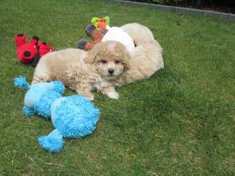 Maltipoo štěňátka - 8