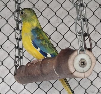 Neoféma tyrkysová žltobruchý opalín - 8