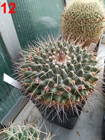 kaktusy mammillarie - 8
