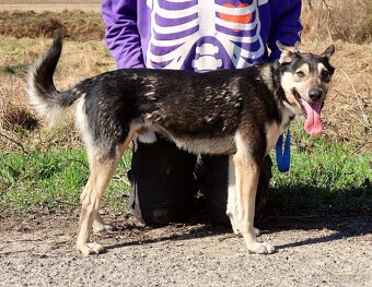 FLOKY K ADOPCI - 1 ROK, HRAVÝ,MILÝ,VHODNÝ K DĚTEM - - 8