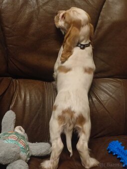 Anglický kokršpaněl barevný holky i kluci - 8