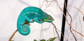 Chameleon Pardálí Nosy Be Blue - 8