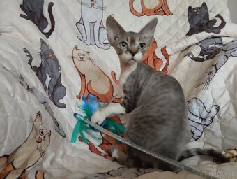Kocourek Devon rex s pp - 8