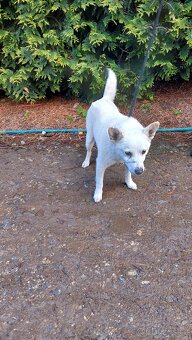 Spic shiba bilej - 8