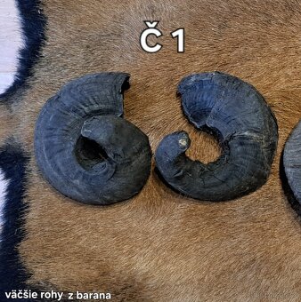 Trofeje, rohy 25-70cm - 8