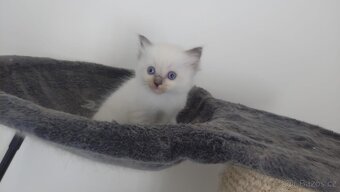 Ragdoll - 8