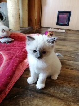 Ragdoll koťátka bez PP - 8