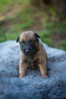 Belgický ovčák Malinois s PP - 8