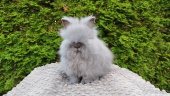 Zakrslý králík, králíček -(TEDDY)-FÍLA - 8