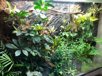 Terárium - 8