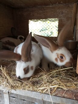 Německý obrovitý strakáč, belgický obr+Nos,Bu - 8