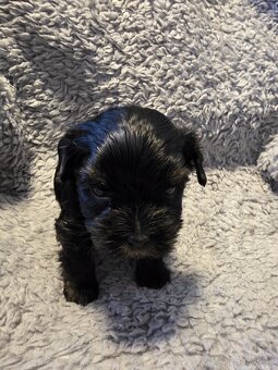 Jorkšířský teriér s PP - 8