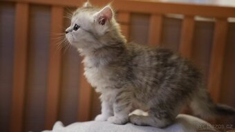 Koťata WHISKAS - 8