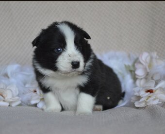 Border kolie s PP - 8