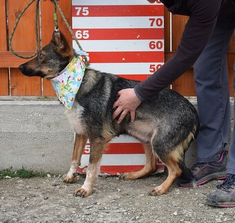 Ajscha hledá domov - 8