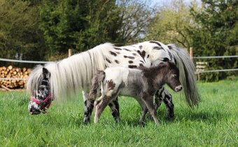 Prodám minihorse - miniappaloosa hřebeček - 8