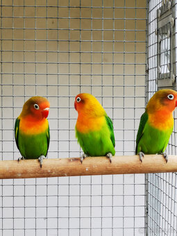 Agapornis Fischeri - 8