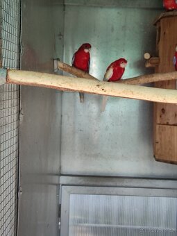 Rosela modrá na ino - 8