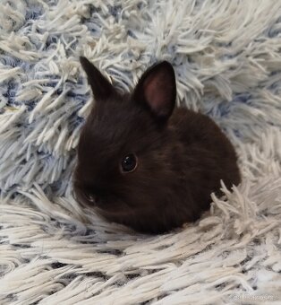 Zakrslý krátkouchý s VP - 8