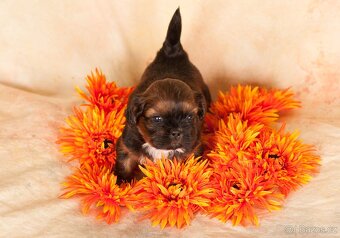 Shih-Tzu štěňatka (shi tzu, si-tzu, shitzu, si-cu) - 8