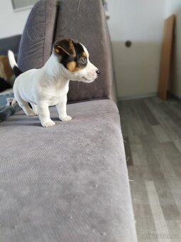Jack Russell štěňátka - 8