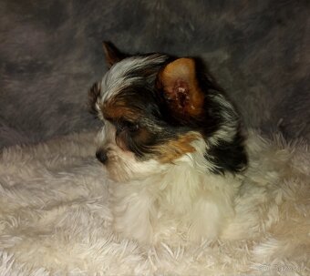 Biewer yorkshire terrier - 8