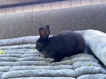 Sameček králiček 🍃🐇 - 8