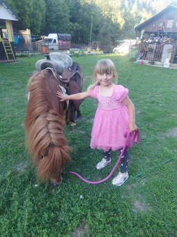 Shetland pony, do samoty - 8