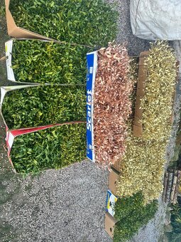 Prodáme vánoční jmelí 🌿🌿 - 8