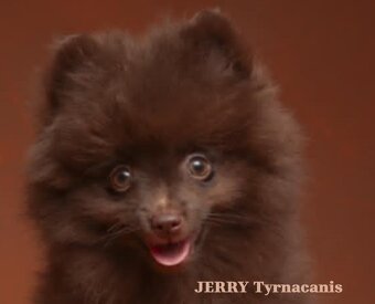 Štěňata německý špic malý hnědý - 8