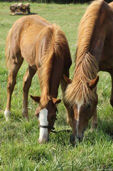 Hříbě sportovní pony - 8