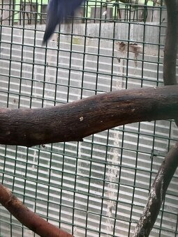 Prodam Chov exotu - 8