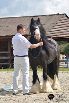 Hřebeček irský cob - 8