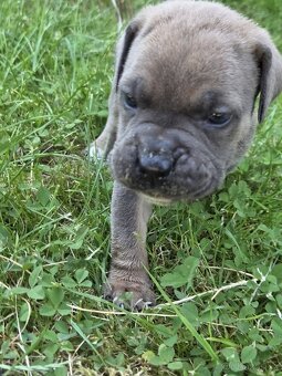 cane corso - 8