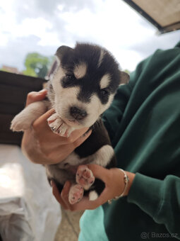 Štěnátka SIBIŘSÁ HUSKY - 8